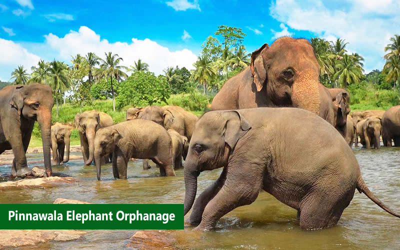 //images.yatraexoticroutes.com/wp-content/uploads/2014/10/pinnawala_elephant_orphanage.jpg